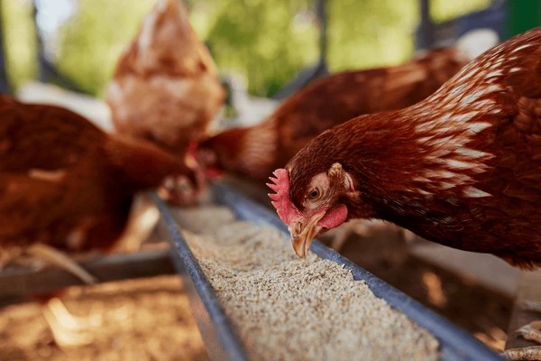 SECURING MALAYSIAâ€™S POULTRY SUPPLY: CHALLENGES, GLOBAL SHOCKS, AND SOLUTIONS